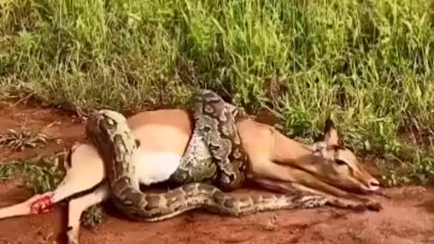 Python Trying to Eat Deer