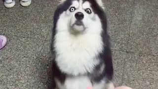 Huskies sure are cute but they aren't the smartest of breeds