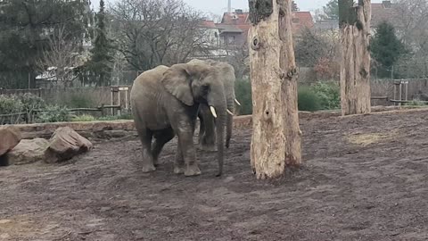 Elefants 🐘 fighting at Zoo Magdeburg 🐘