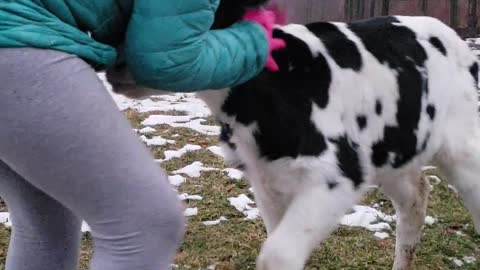 Young girl and calf share adorably precious friendship