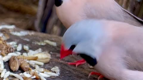 Red throated parrot finch and pair of longtailed finches