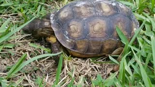 Florida Golpher turtle