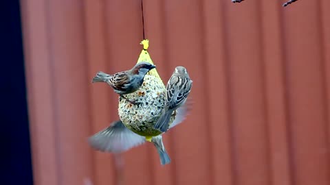 Birds Feeding