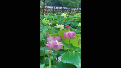 Greatest Moments In Lotus Flower Garden