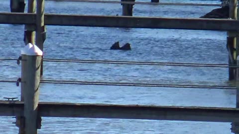 Injured Eagle Swims for Its Life