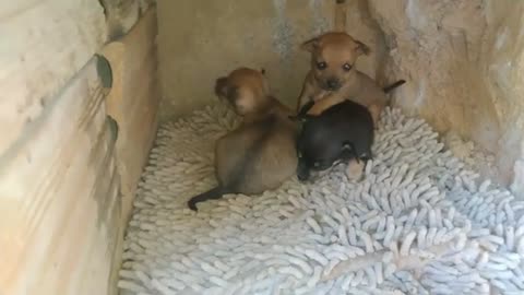 Filhotinhos de cachorro pinscher chorando