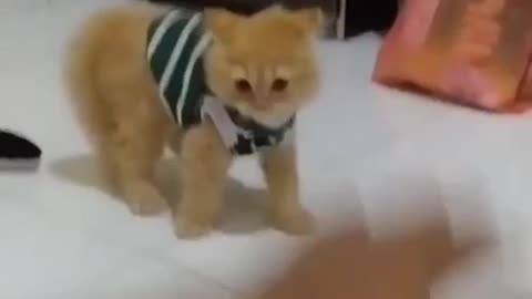 cats when they play