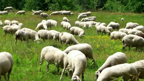 Herd of sheep along the long-distance hiking trail Neckarsteig