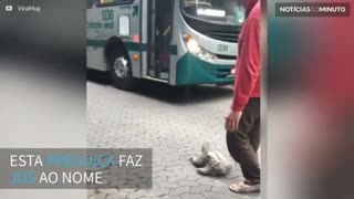 Preguiça pede carona para ônibus no Rio de Janeiro