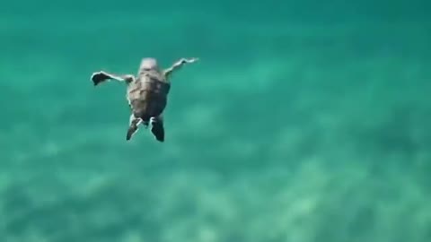 baby turtle swimming to the surface to breathe