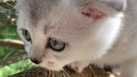 Scared kitten on a branch