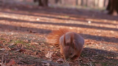 squirrel harvests nuts for winter