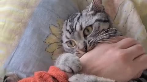 Cat Softly Hugs Owner's Hand as They Pat Her