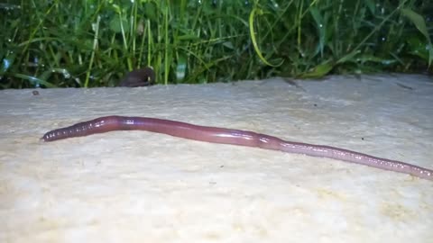 earthworms eat at night