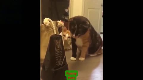 Funny Pets | Try Not To Laugh To These Pets Compilation