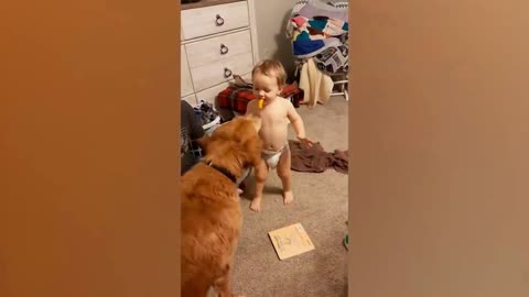 baby feeding your dog
