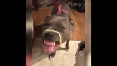 Dog trying to eat some noodles "FAIL"
