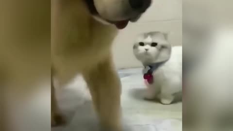 Cute cat trying to scare a dog😂😂😂