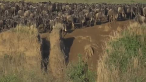 1 Sept 5, 2017 -Sunrise- A huge Swell of Wildebeest gathering and then GREMLINS ATTACK