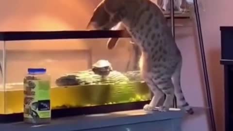 Naughty Cats - Funny Cat videos #Shorts