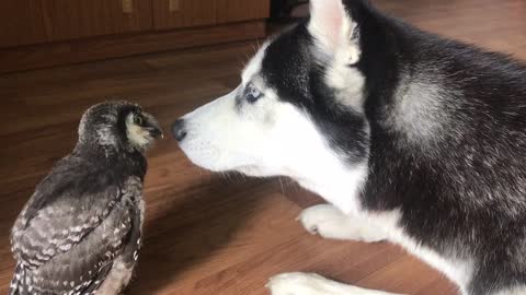Baby owl befriended by loving husky
