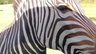 Too Scared to Feed the Zebra