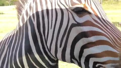 Too Scared to Feed the Zebra