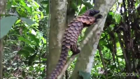 Watch this cute pangolin climbing tree 🌴❤️🥰