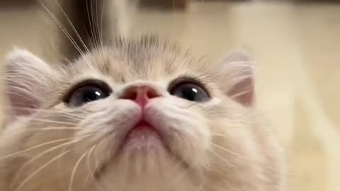 Cute cats video compilation 93
