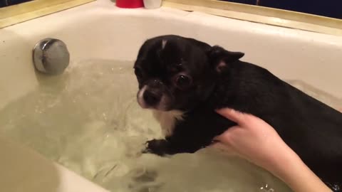 Chihuahua dog swims in the bathtub