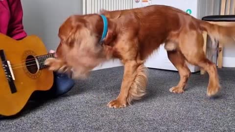 Having fun playing his guitar! dog pointer #dogs #Wild_Creatures