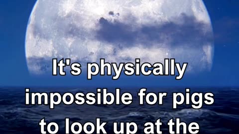 It's physically impossible for pigs to look up at the sky.