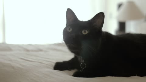 Black cat sitting on a white bed