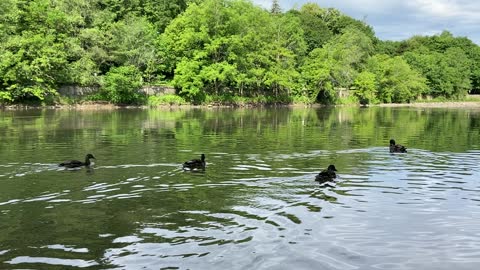 Ducks feeding