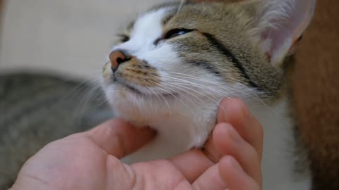 Petting a Cute Cat Close Up - Funny and Cute Cat Life