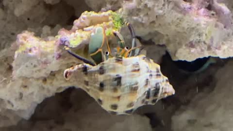 Hermit crab eating upside down