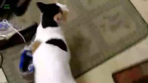 Cat lover like this video | #cat #rumble
