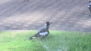 Magpies Playing under Sprinkler
