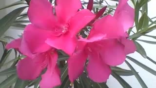 Beautiful pink flowers next to a house, they are pretty and charming! [Nature & Animals]