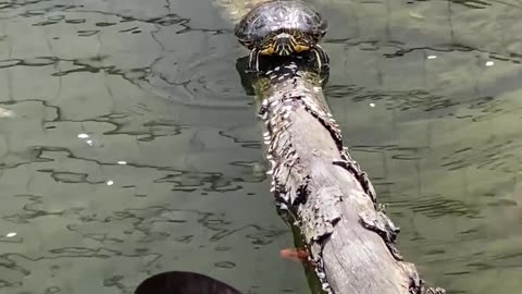 DID YOU HAVE ONE AS A PET? Chris talks red-eared slider turtle