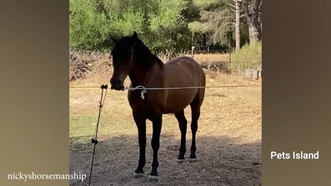 You Would Want a Horse after FINISHING THIS VIDEO 😯 FUNNIEST Animals and Pets