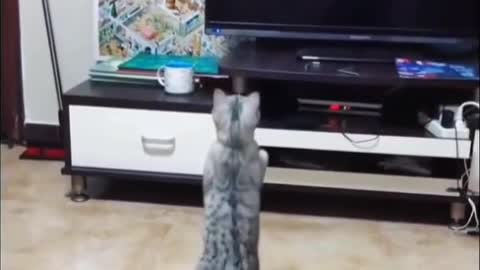 Funny cat Videos