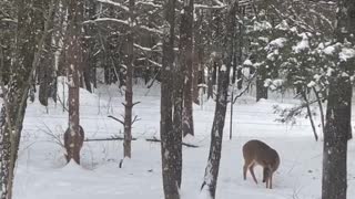 Whitetail Deer feeding in Snow