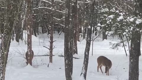 Whitetail Deer feeding in Snow