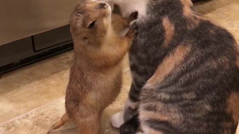 Groundhog and Cat Love Each Other