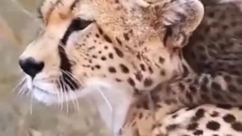 Cheetah and cute baby