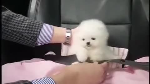Funny Cute Dog