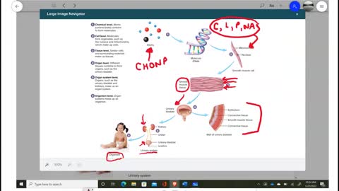 Anatomy and Physiology 1 - Chapter 1