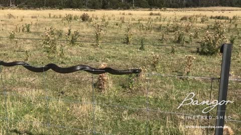 Tiger Snake Balances on Wire Fence