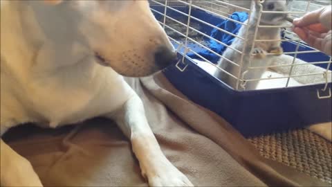 Labrador retriever caring about tiny rabbit babies